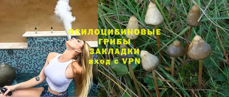 Псилоцибиновые грибы Psilocybine cubensis  где найти   Балашов 